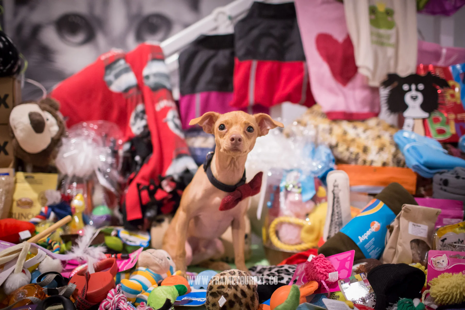 Tuna with all the toys, food and accessories that were donated for the rescued dogs at NKLA Adoption Center