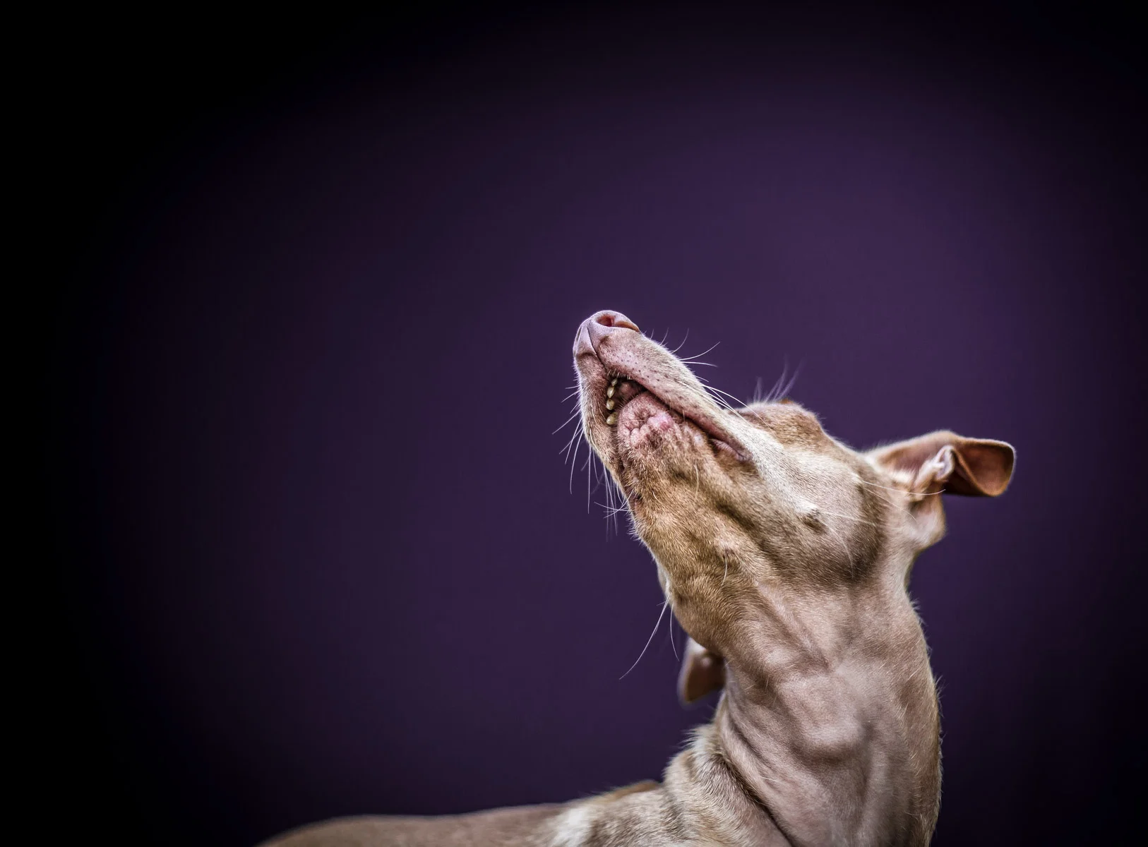 Tuna-melts-my-heart-photos-dog-photographer-los-angeles-37.jpg