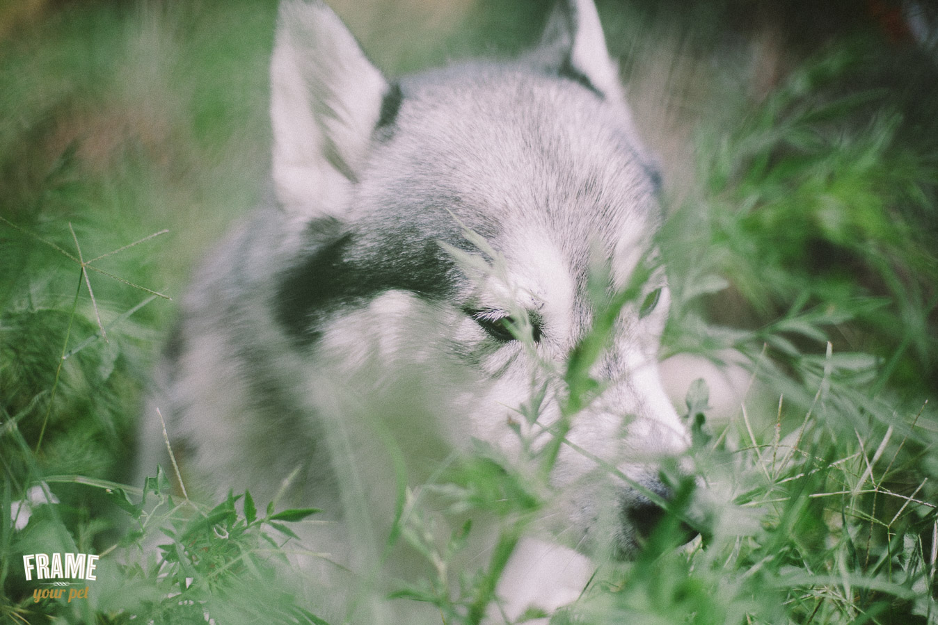 dog photographer in los angeles