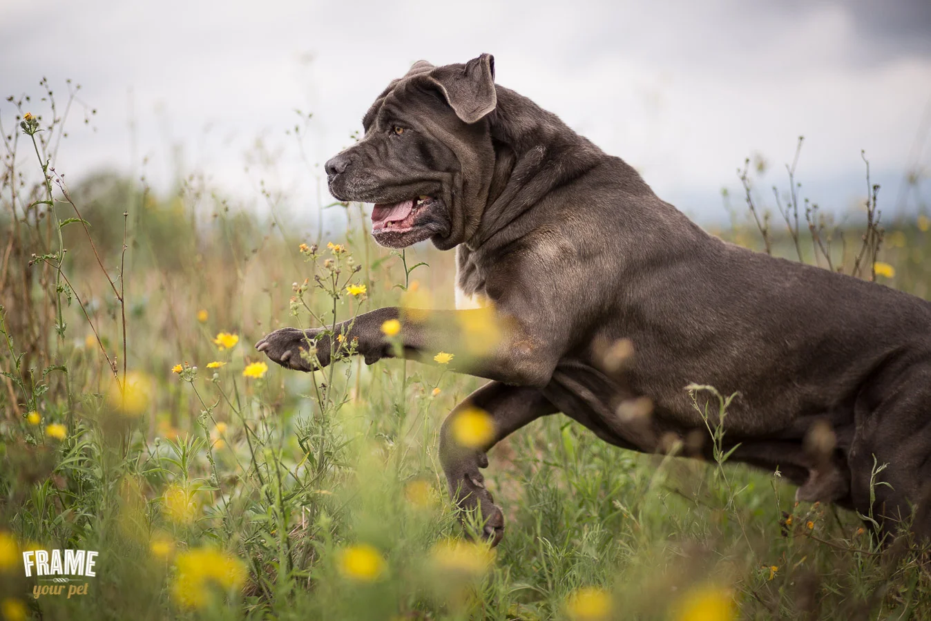 bullmastiff running in flower field