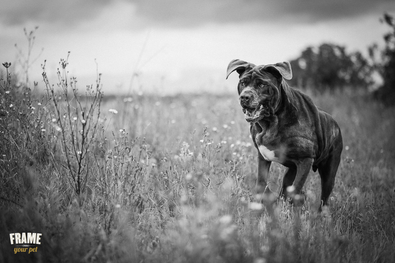 b&w photo of neapolitan bullmastiff