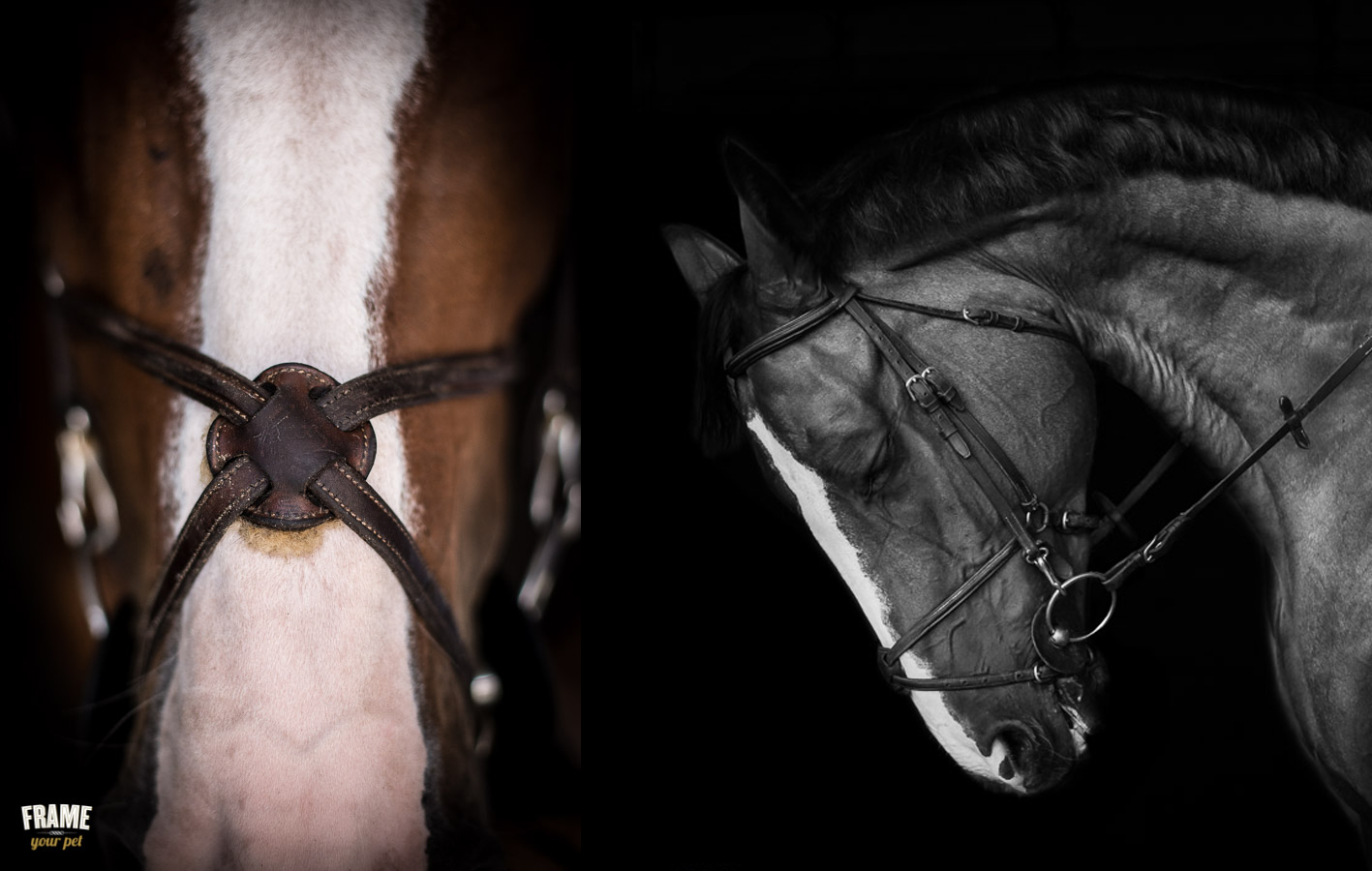 los angeles fine art equestrian photography