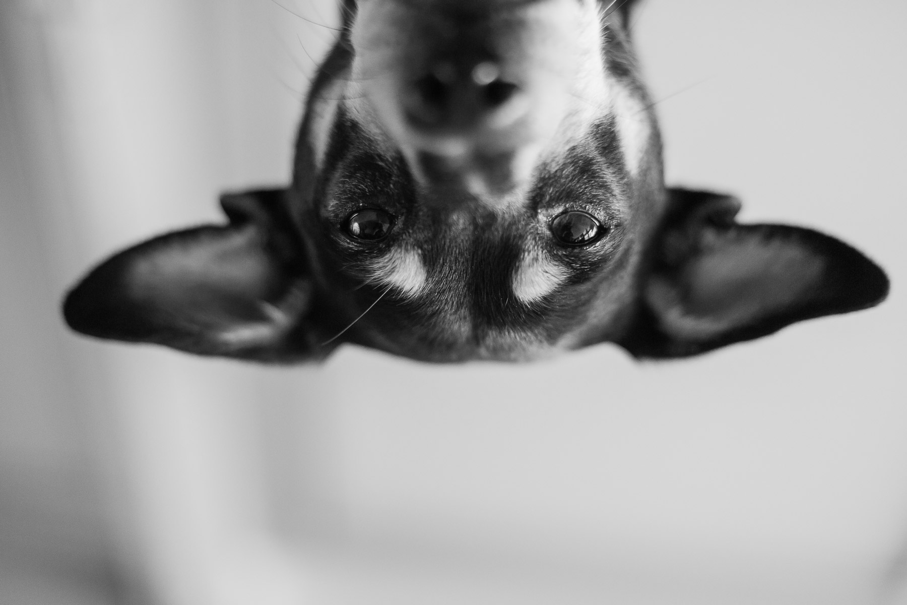 black-and-white-artistic-dog-photo