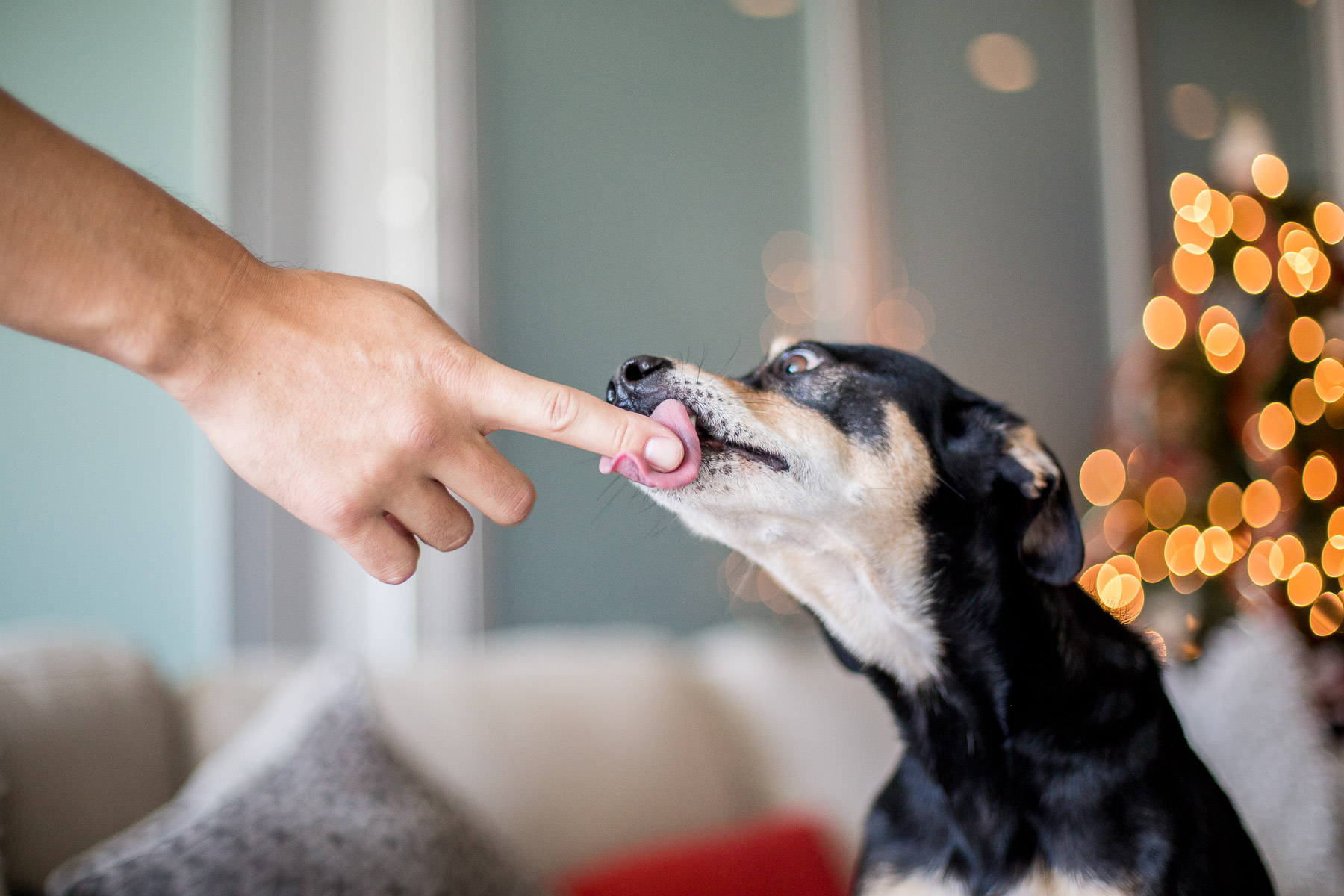 peanut-butter-dog-treats