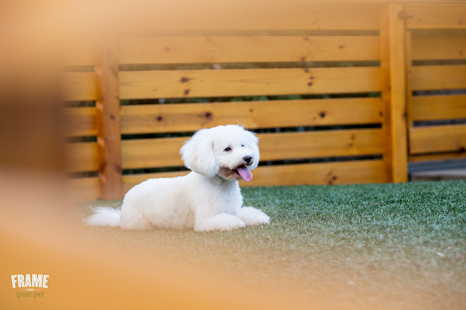 artistic-photos-of-dogs.jpg