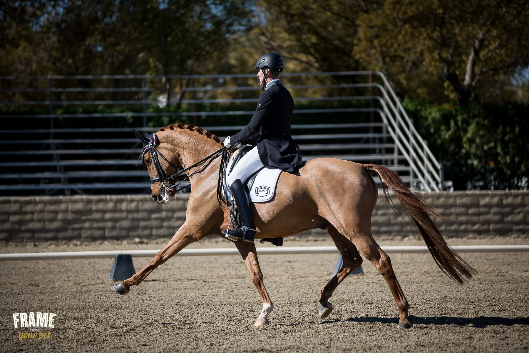 extended-trot-correct-horse-figure
