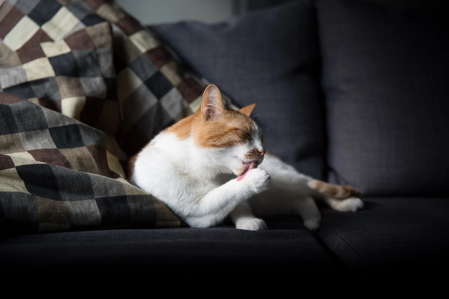 cat-photography.jpg