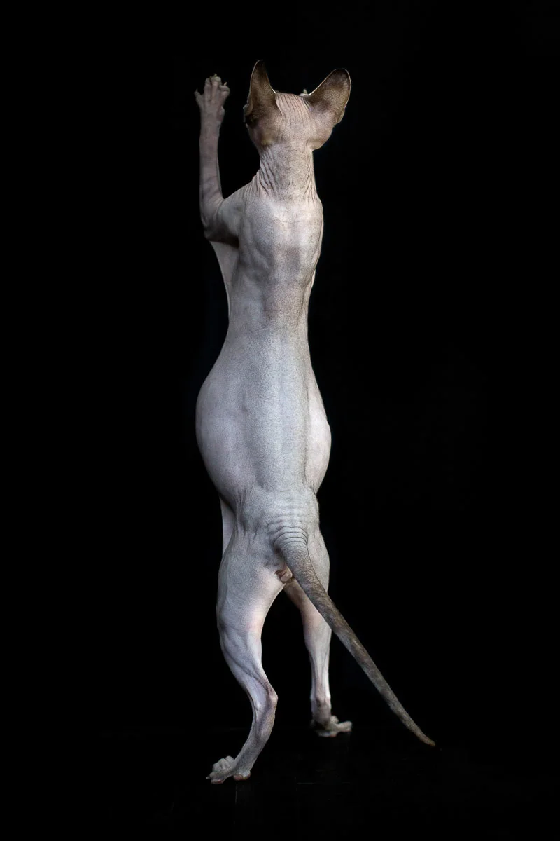 sphynx-cat-photos-by-alicia-rius-6.jpg