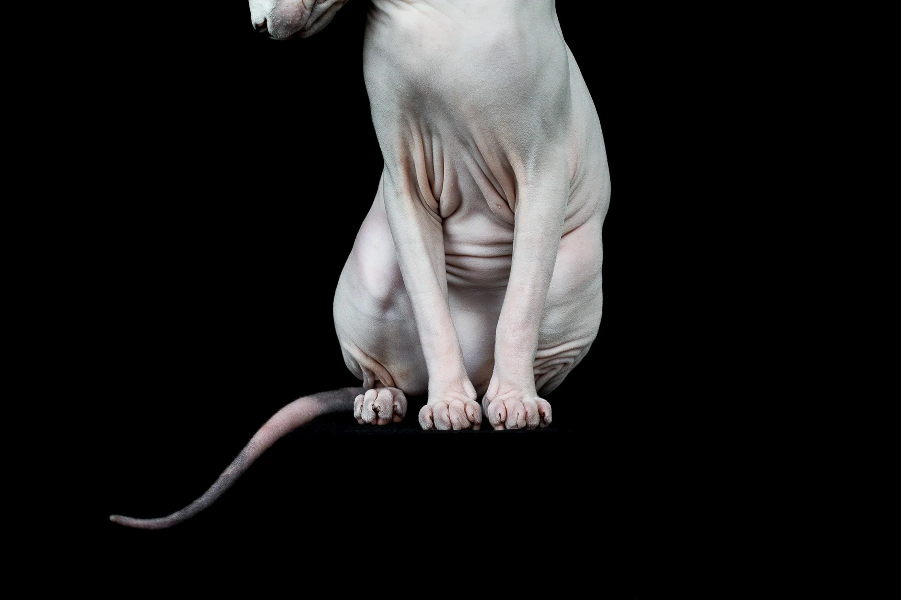 sphynx-cat-photos-by-alicia-rius-17.jpg