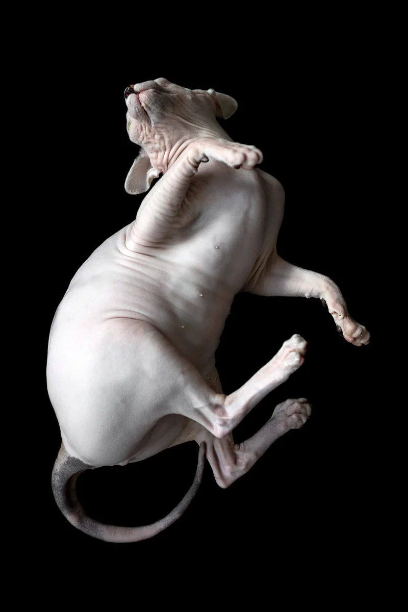sphynx-cat-photos-by-alicia-rius.jpg