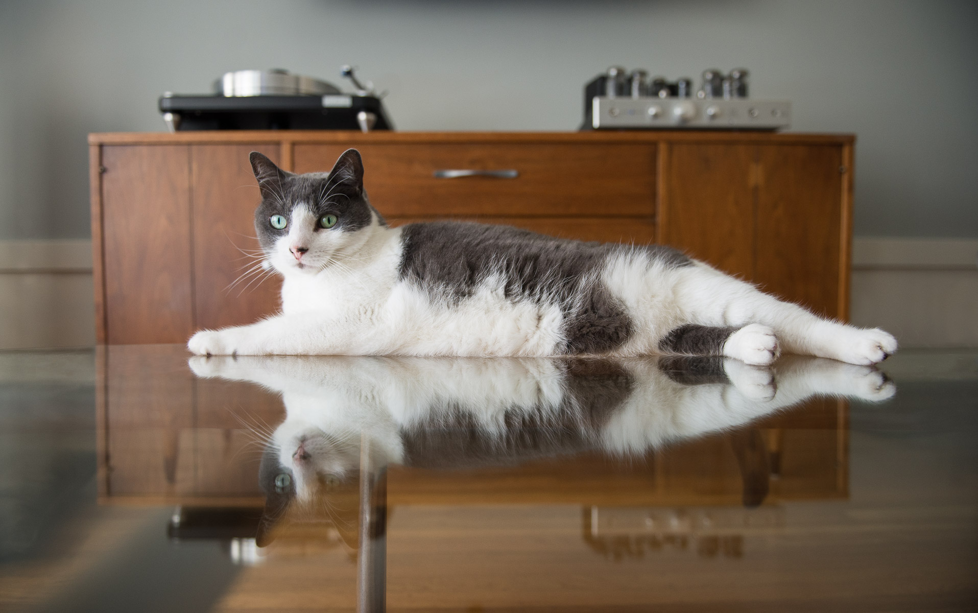 san-francisco-cat-photographer-in-home-session.jpg