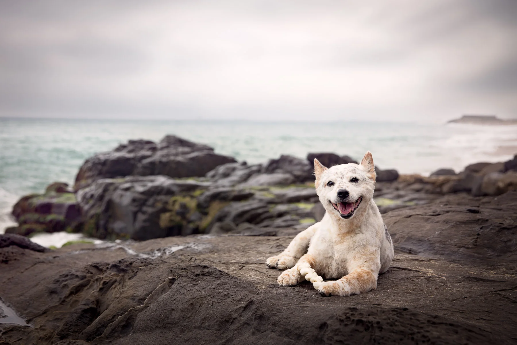 commercial-dog-photographer-los-angeles-for-advertising.jpg