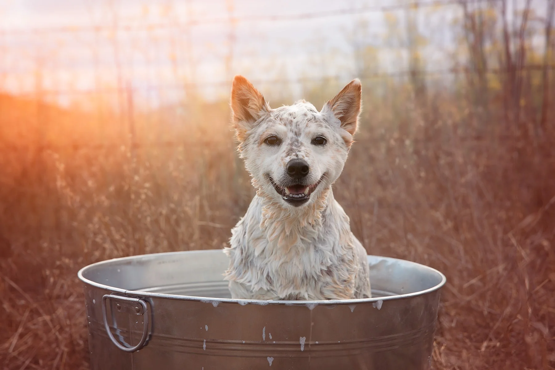 roxys-remedies-outdoor-shooting-for-dog-commercial.jpg