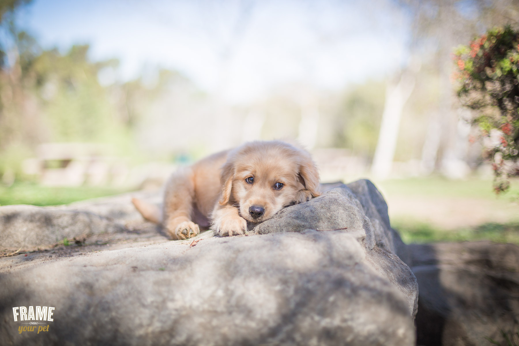 dog-photographer.jpg