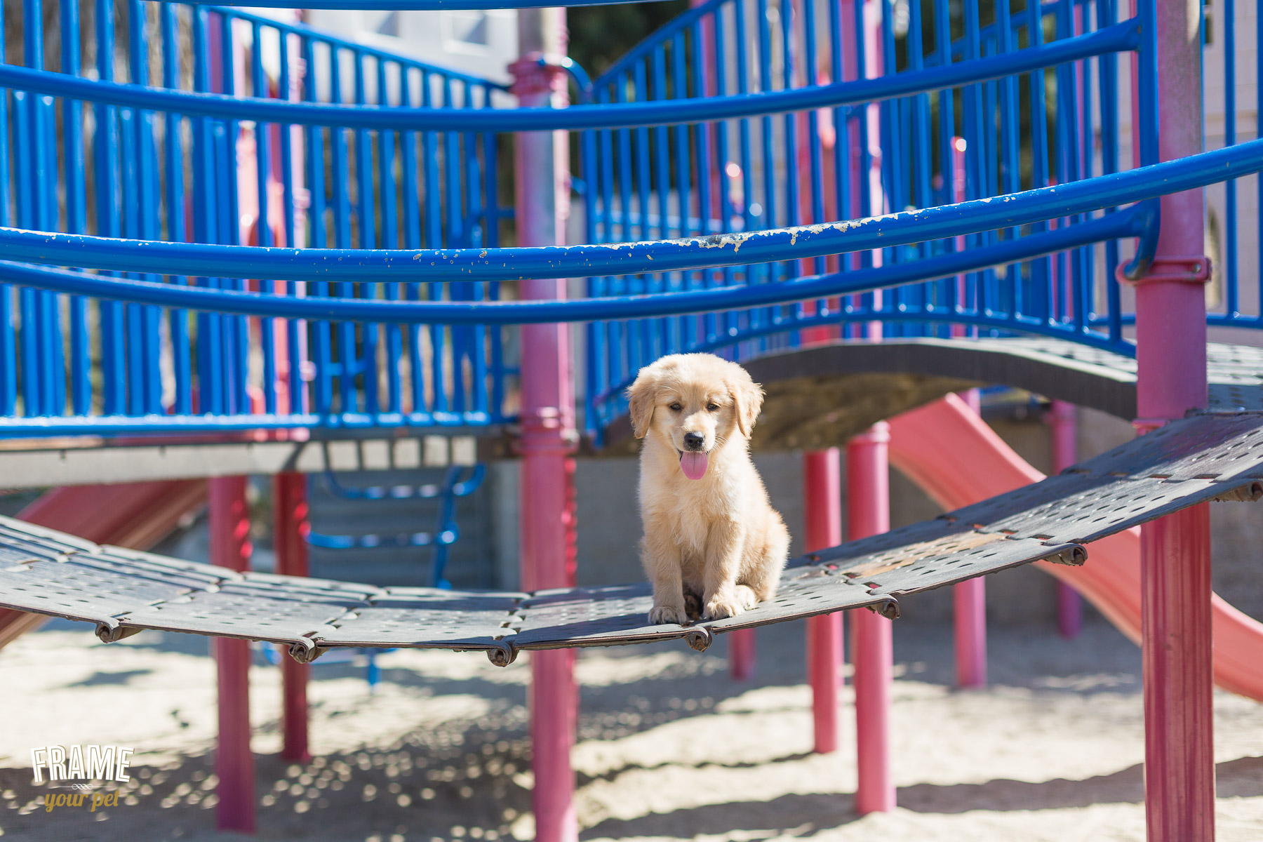 happy-puppy-outdoor-photosession.jpg