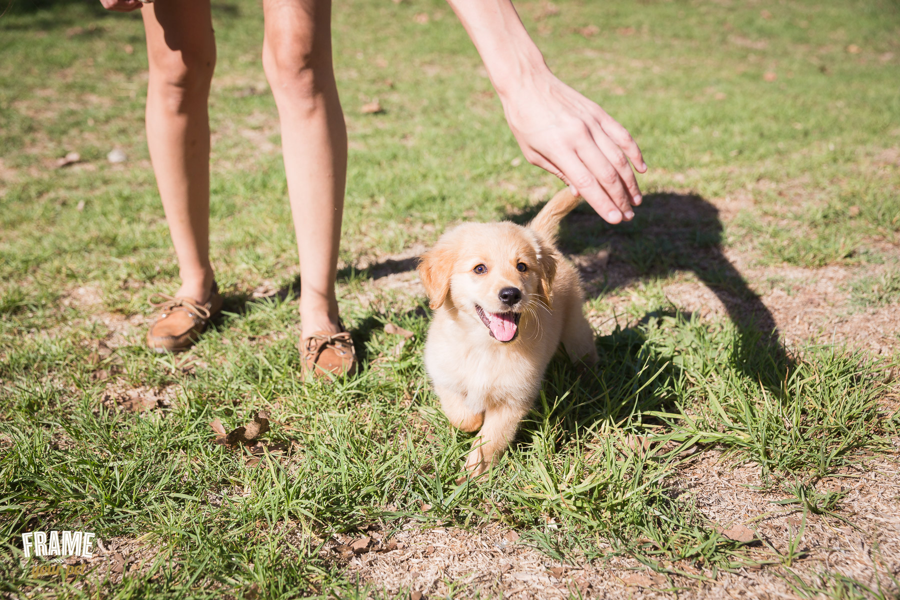 golden-retriever-puppy-playing.jpg