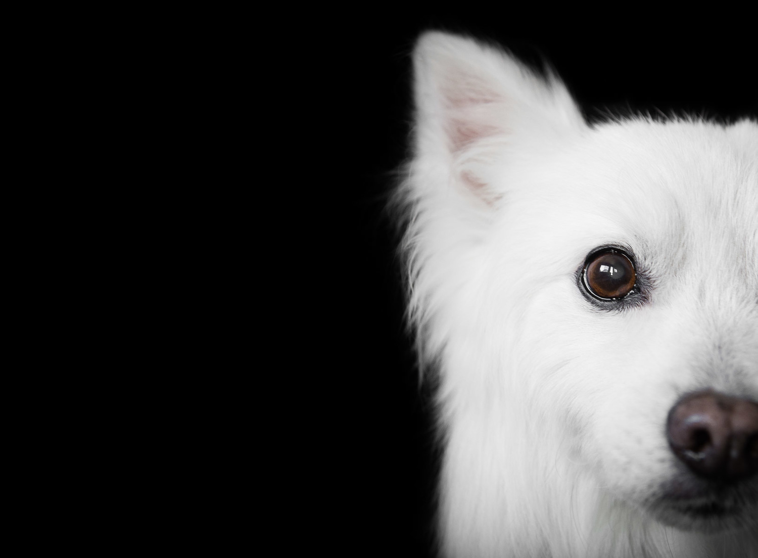 American Eskimo fine art session portrait.