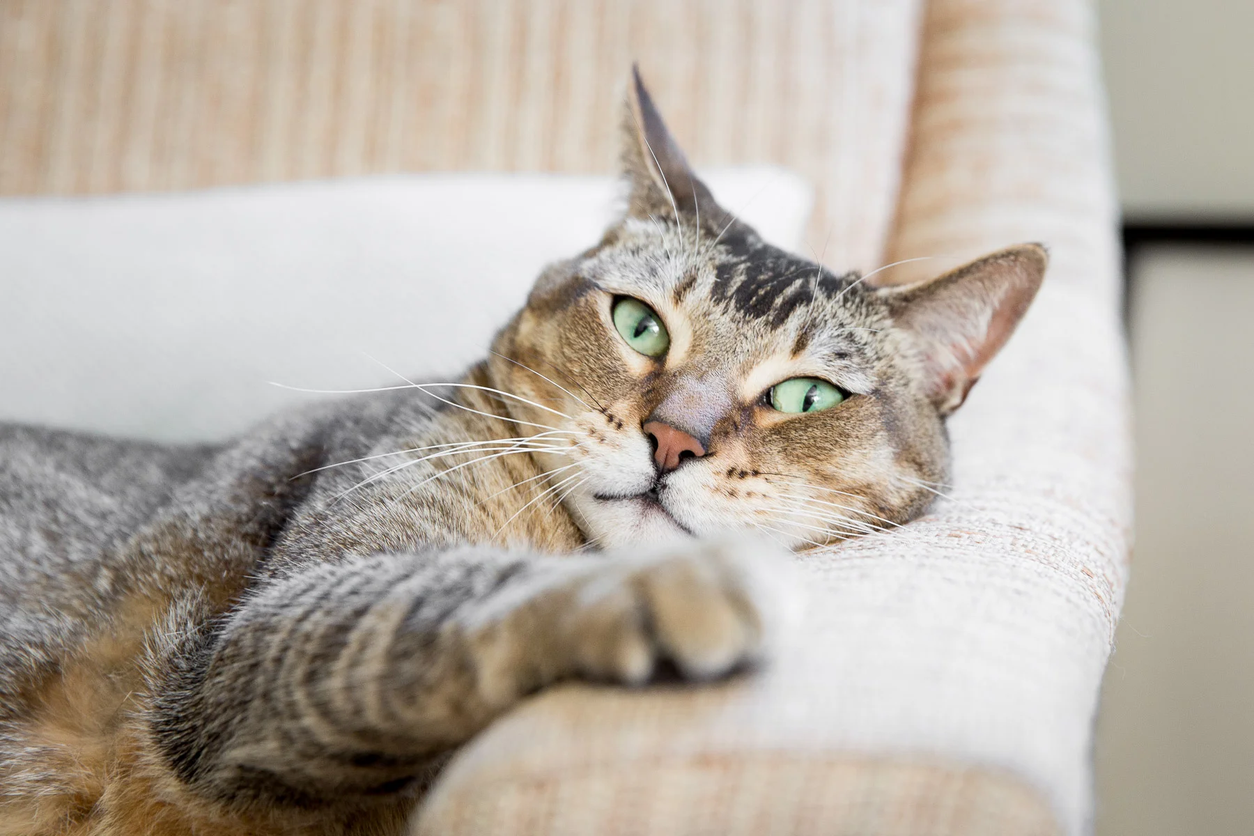 commercial-dog-cat-photographer.jpg