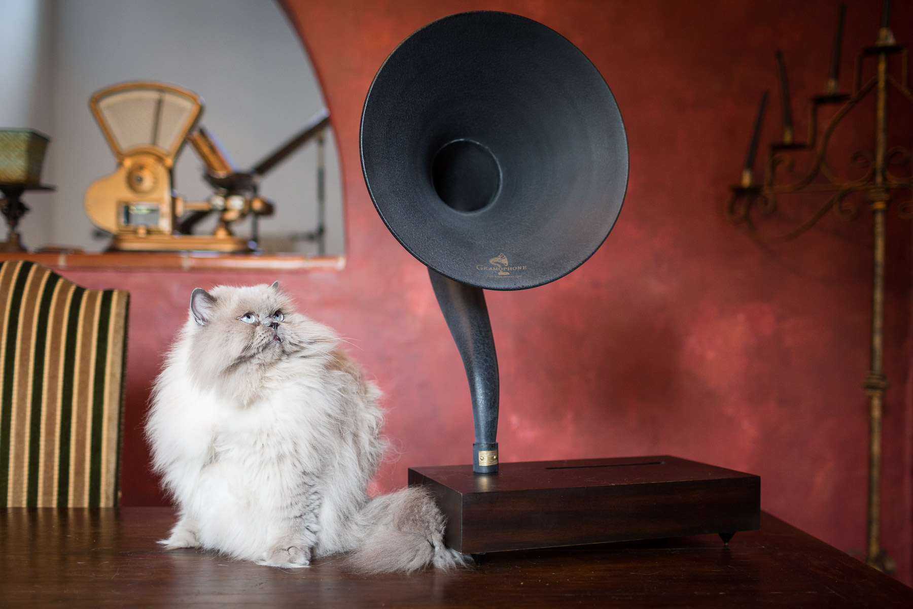 himalayan-cat-photography-by-cat-photographer.jpg