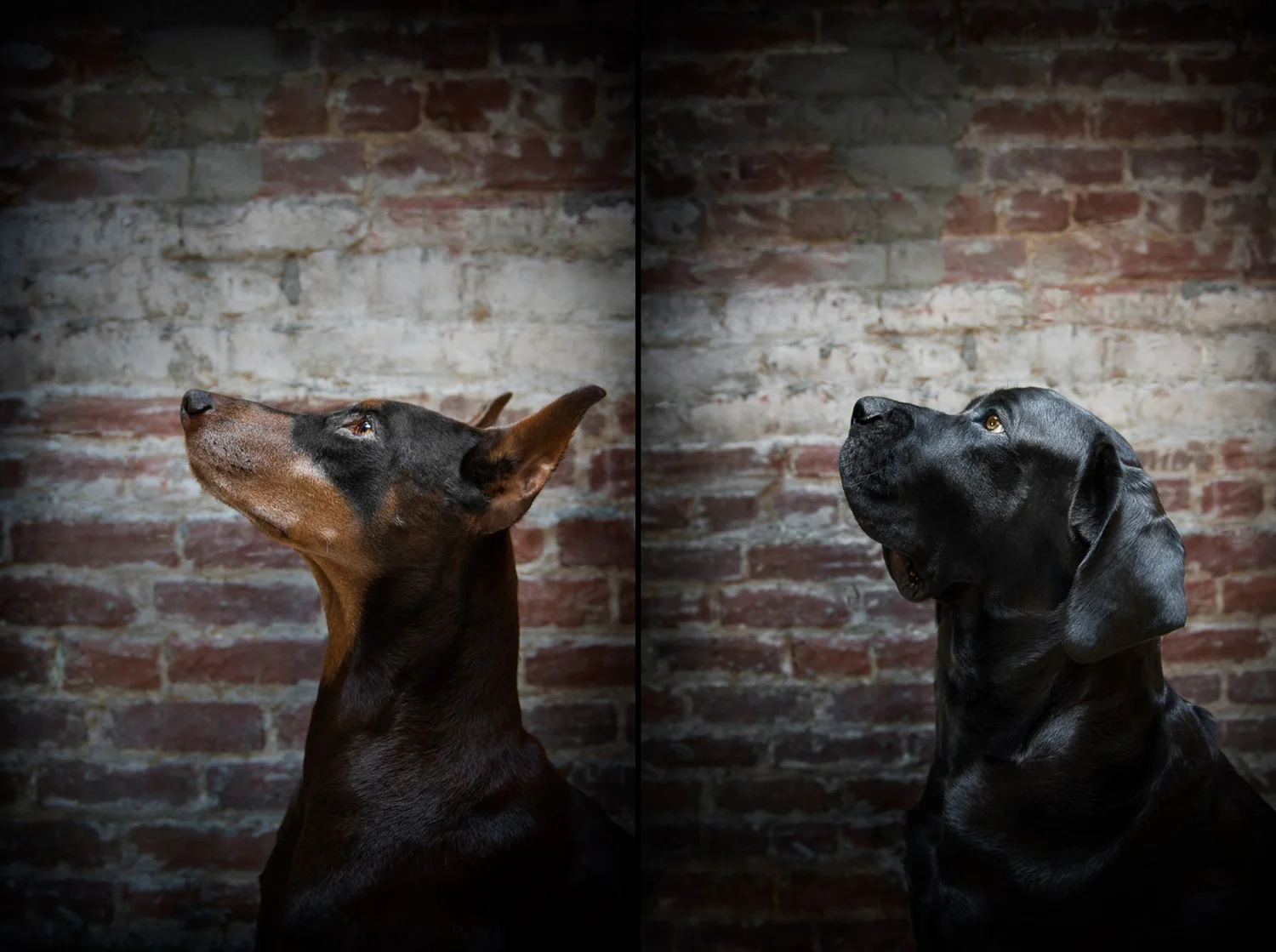 cat-dog-photography-los-angeles-west-hollywood-5.jpg