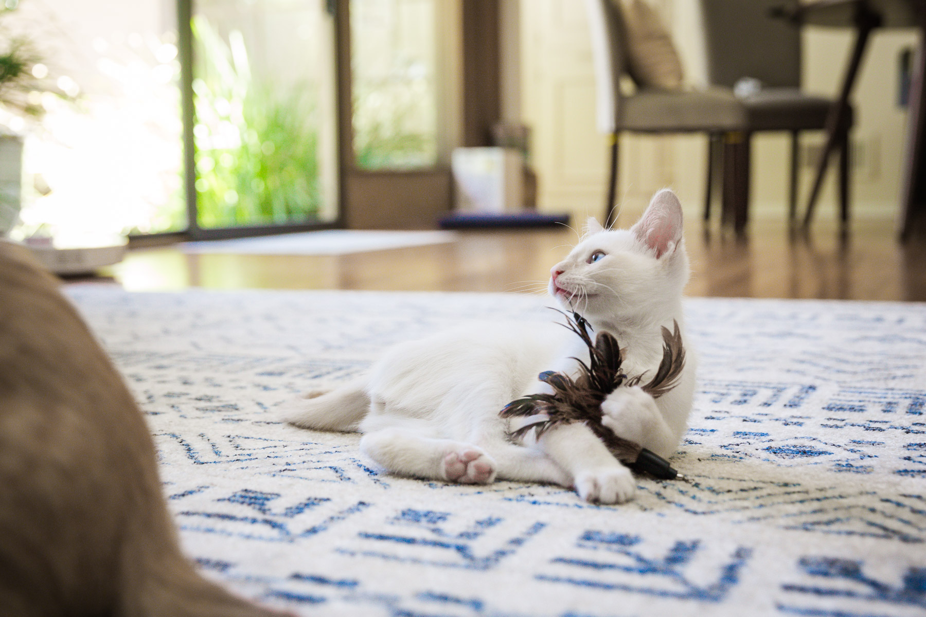 little-cat-for-adoption-fetching-toy-cat-photos-.jpg