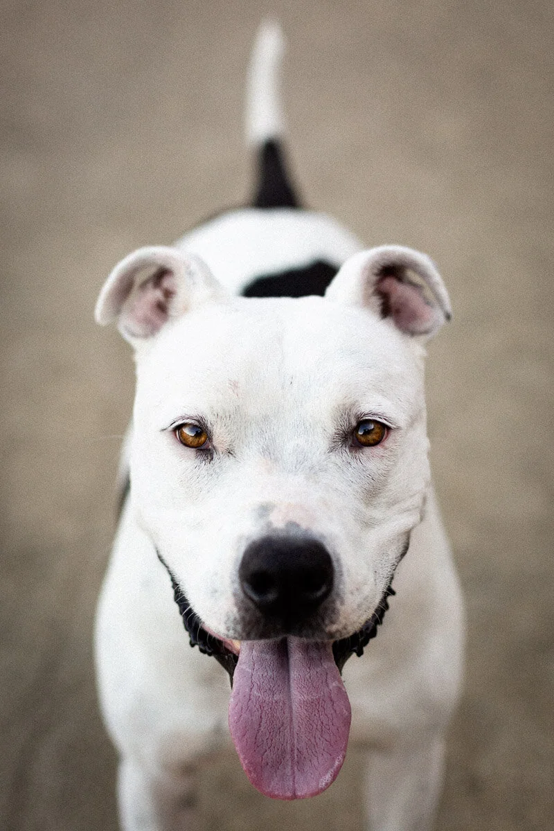 pet-photographer-culver-city-photo-pitbull-portrait.jpg
