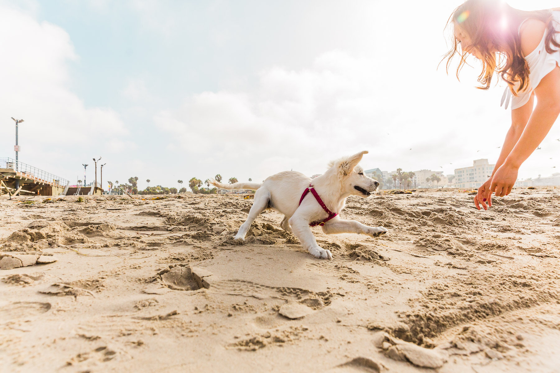 girl-playing-with-dog-beach-fetch.jpg