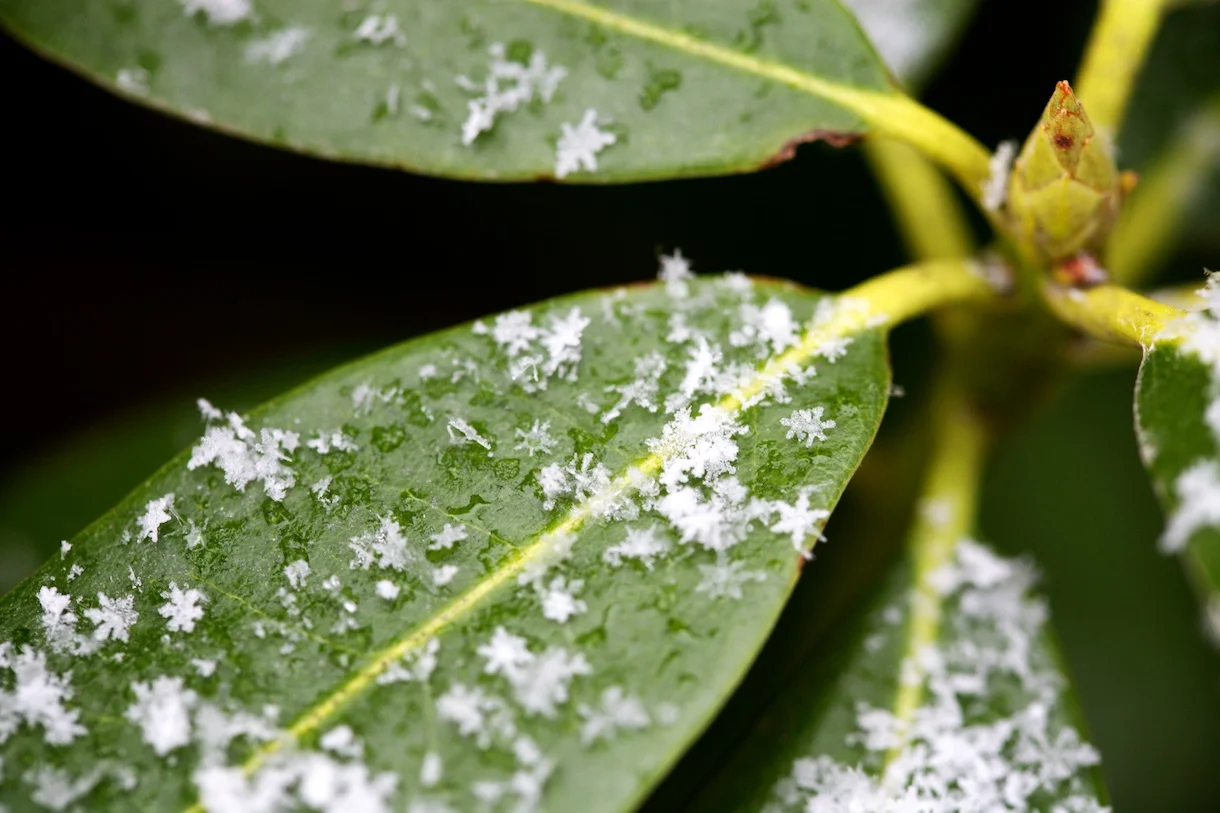 winter comes to mount tremper.jpg