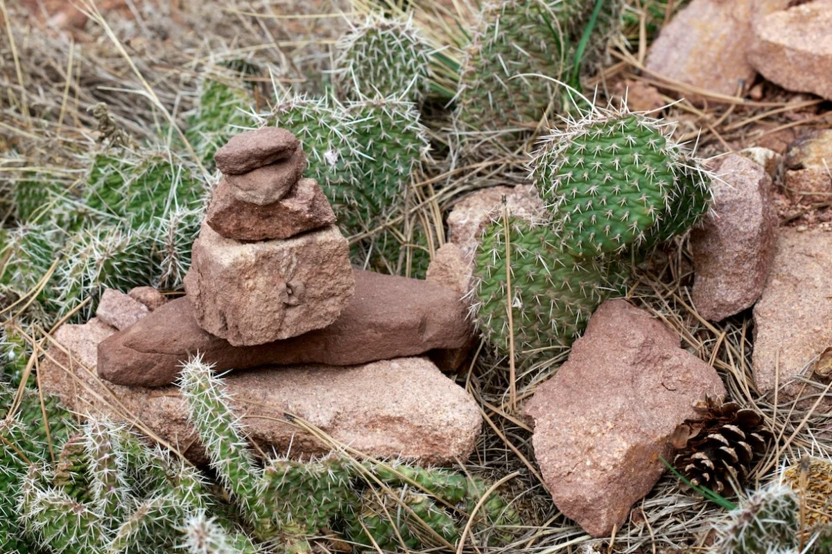 rocks and cacti.jpg