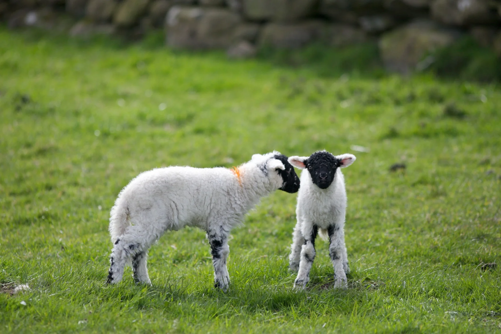 lake district lambs.jpg