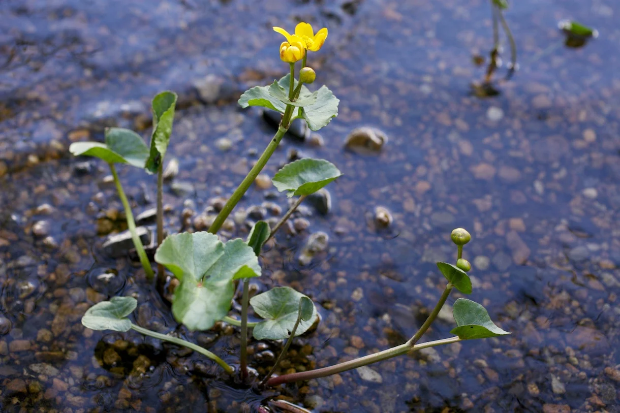 innisfree flower.jpg