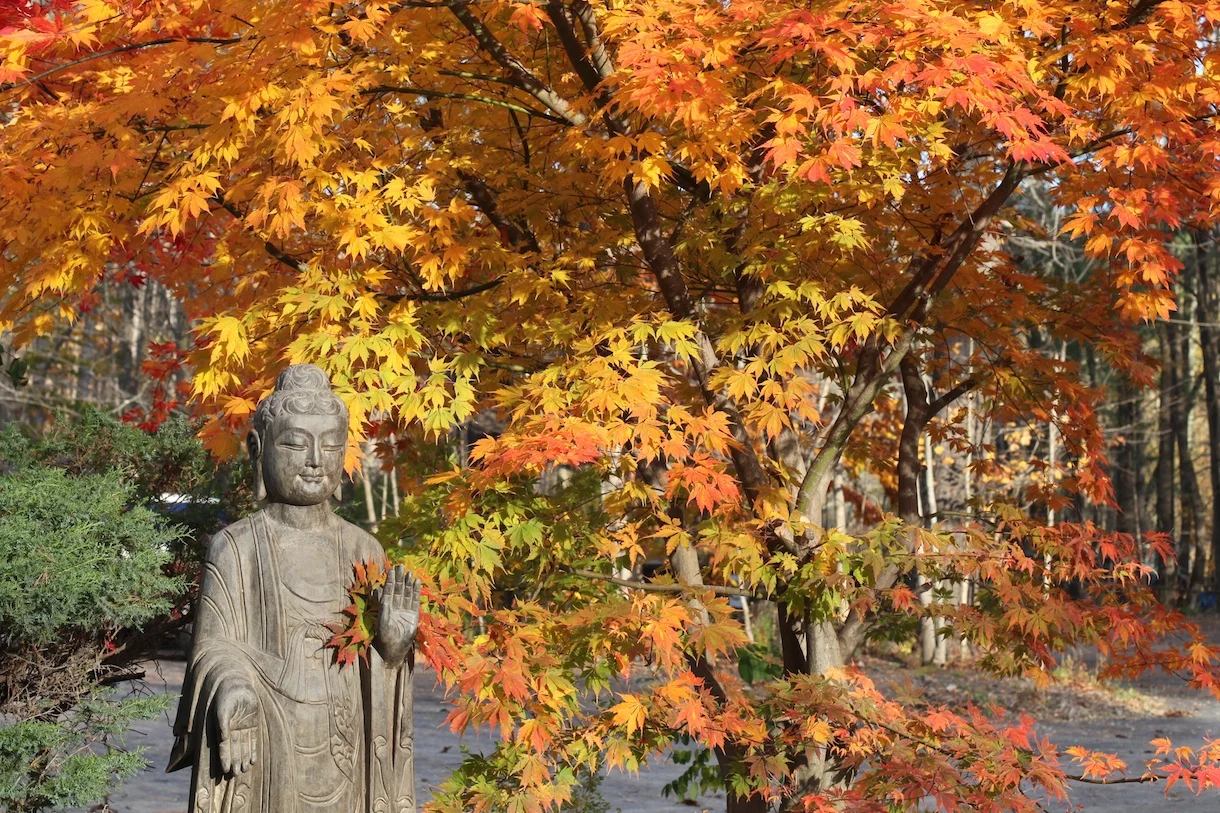 buddha (1).jpg