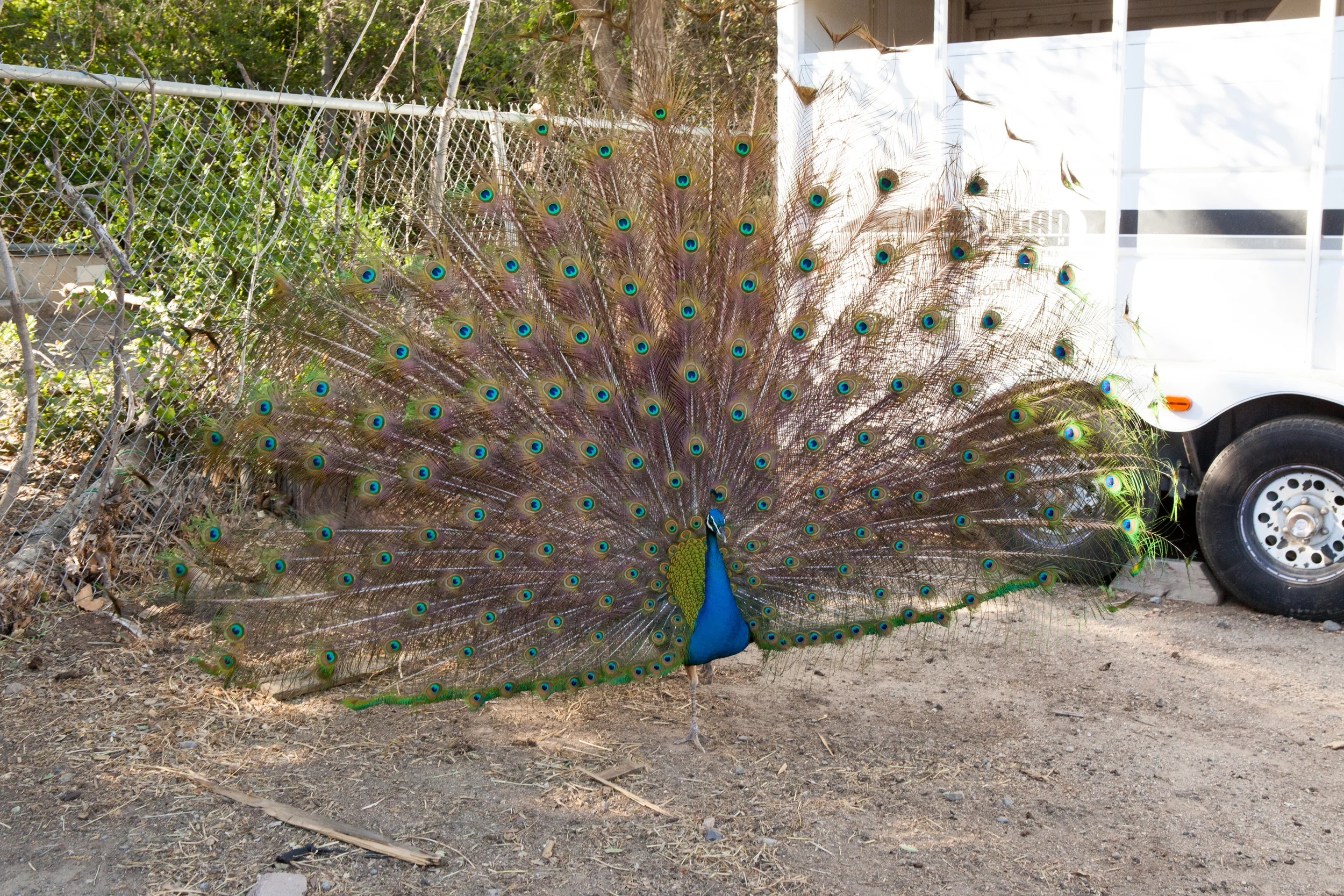 PeacockHill-003.jpg