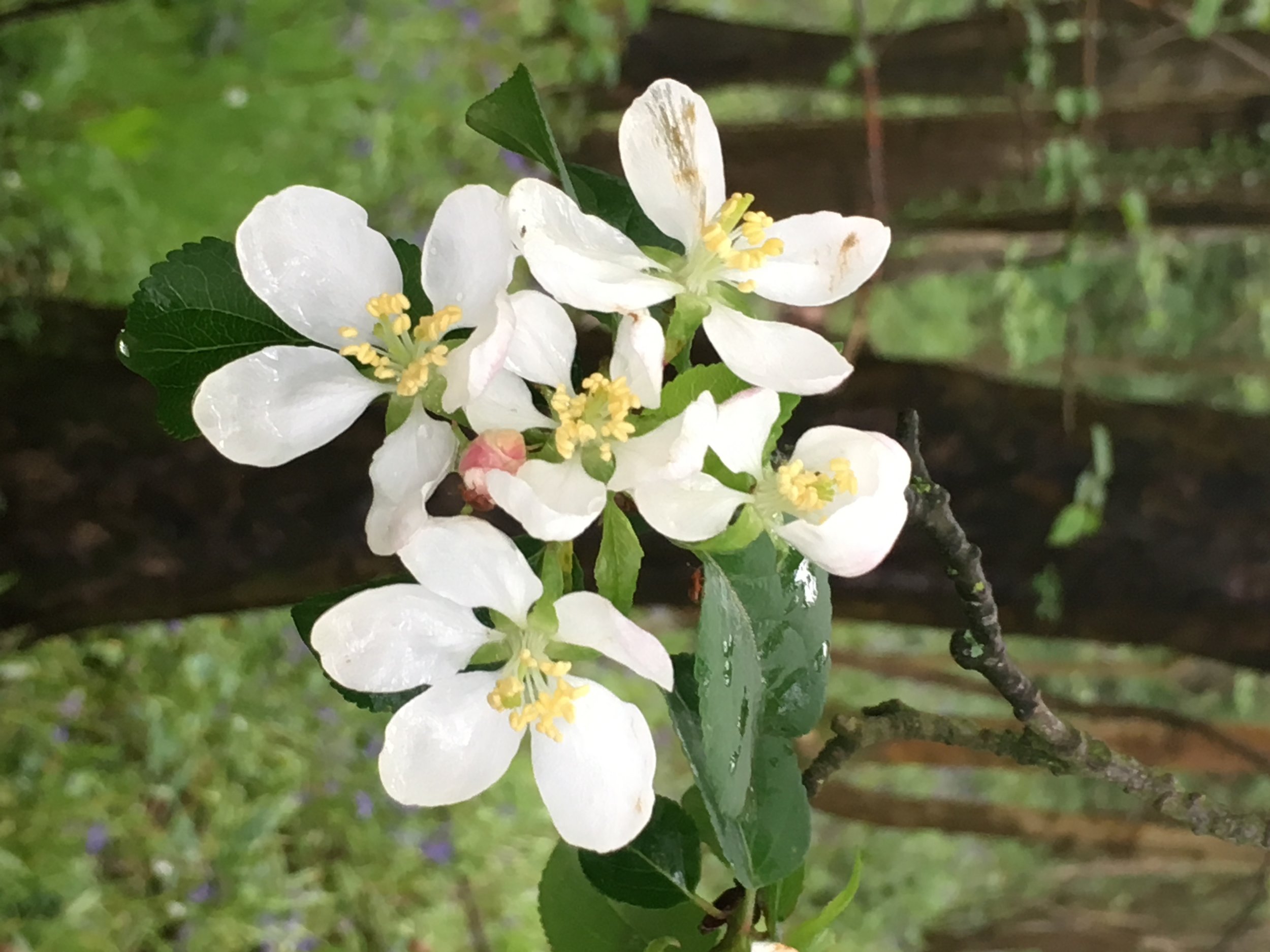 Apple Blossom 1.jpg