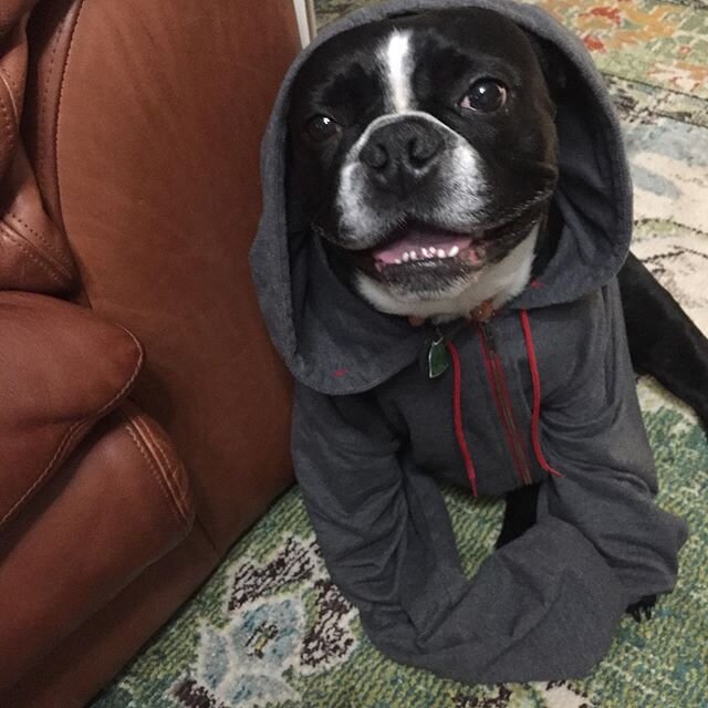 My dog was significantly happier after being put in a hoodie than he was before being put in a hoodie.  I hope seeing him in a hoodie makes your day a little bit better too.