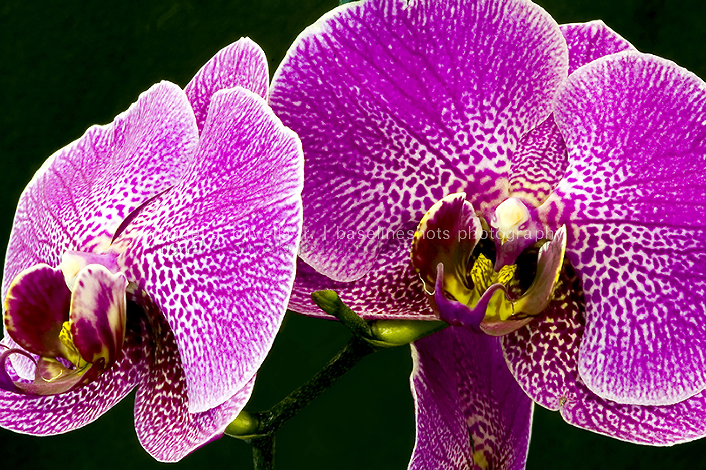 Kathys Orchid.jpg
