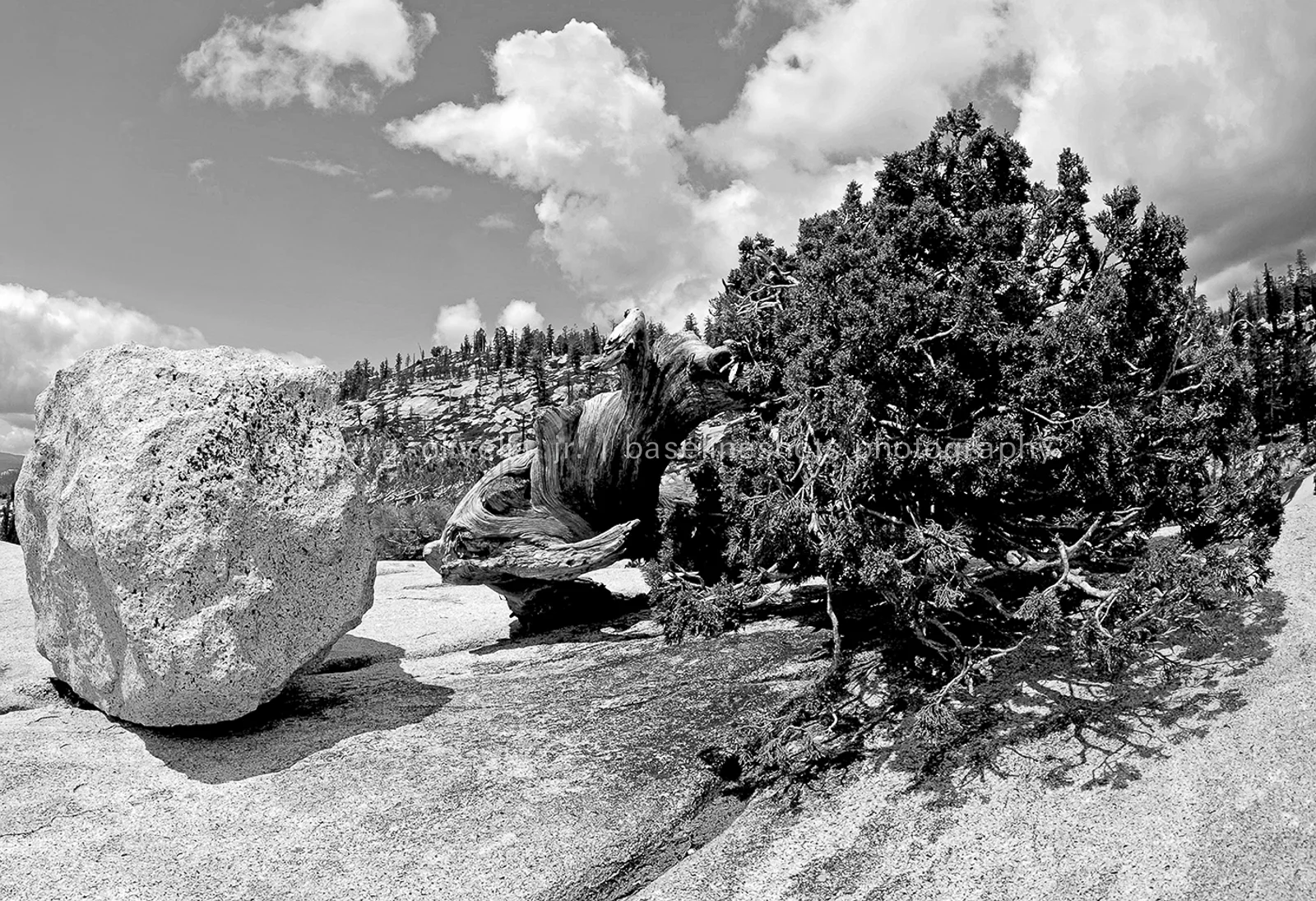 Olmstead Point Sprucea.jpg