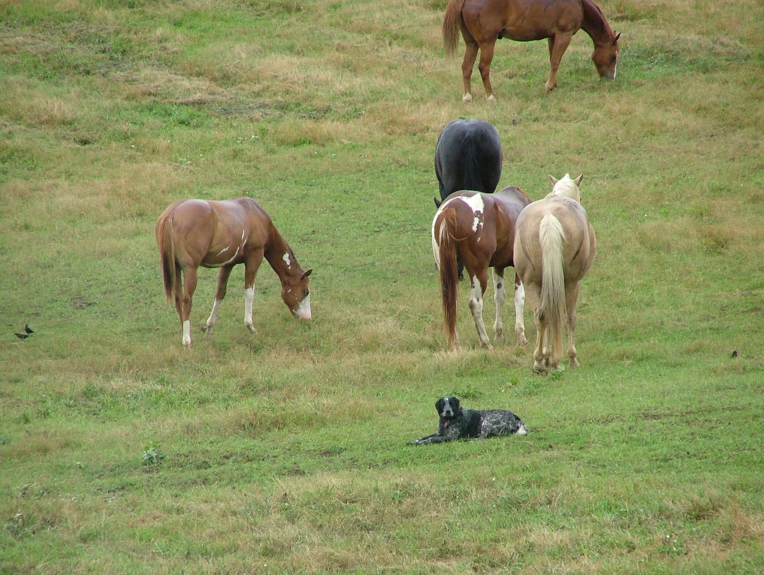June Horses 050.jpg