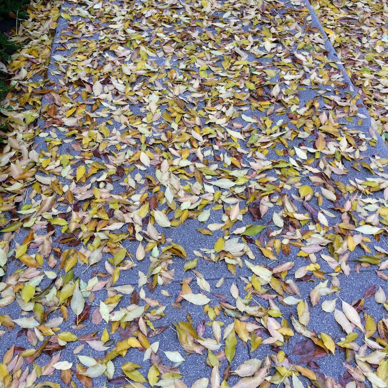 2015 Wet Leaves