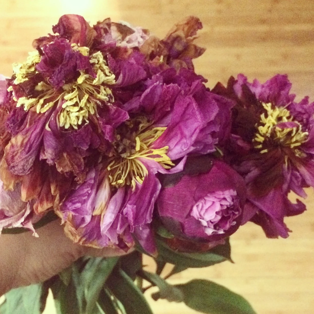 Fading Blooms