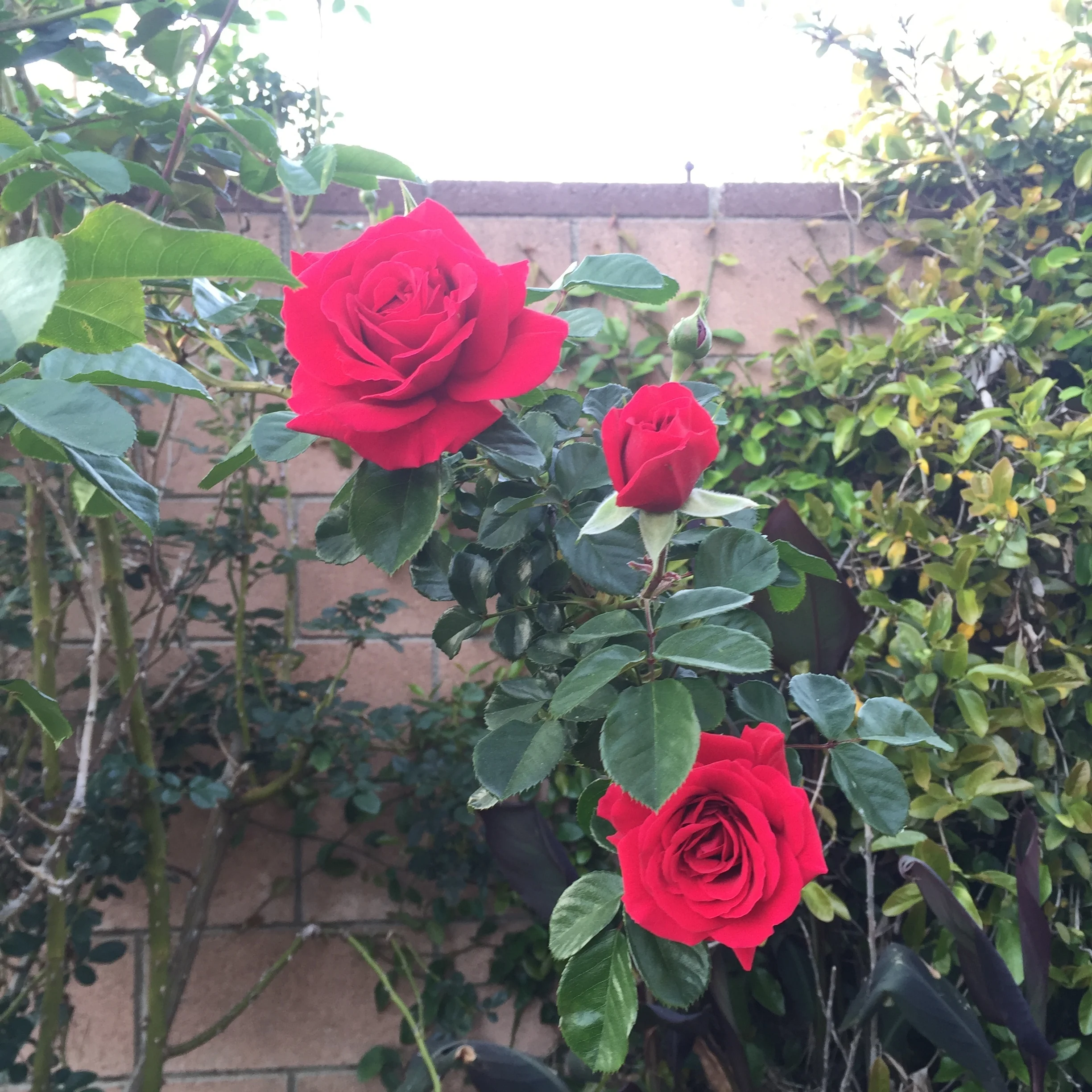 Some pretty perfect red roses. She grew a few varieties all over the backyard - yellow, rust, pink and white.