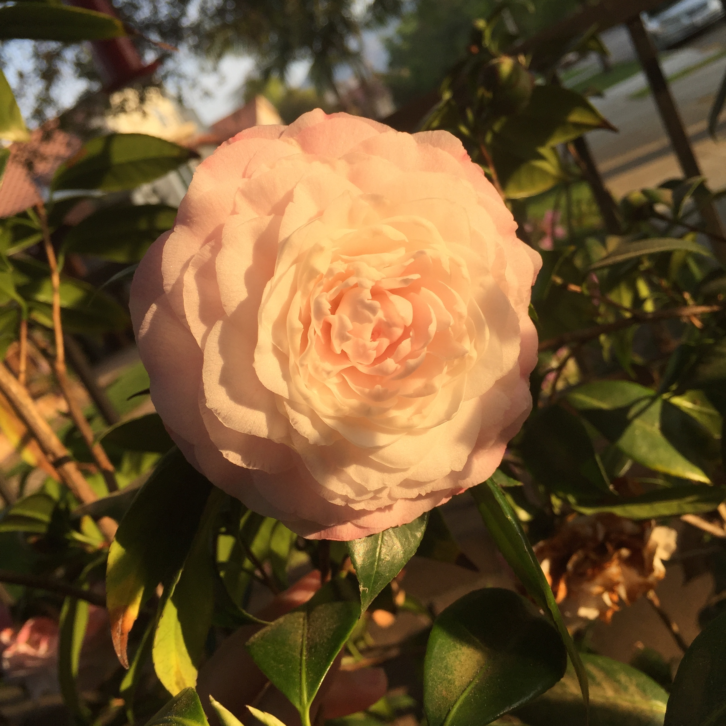 Camellias in the front yard.