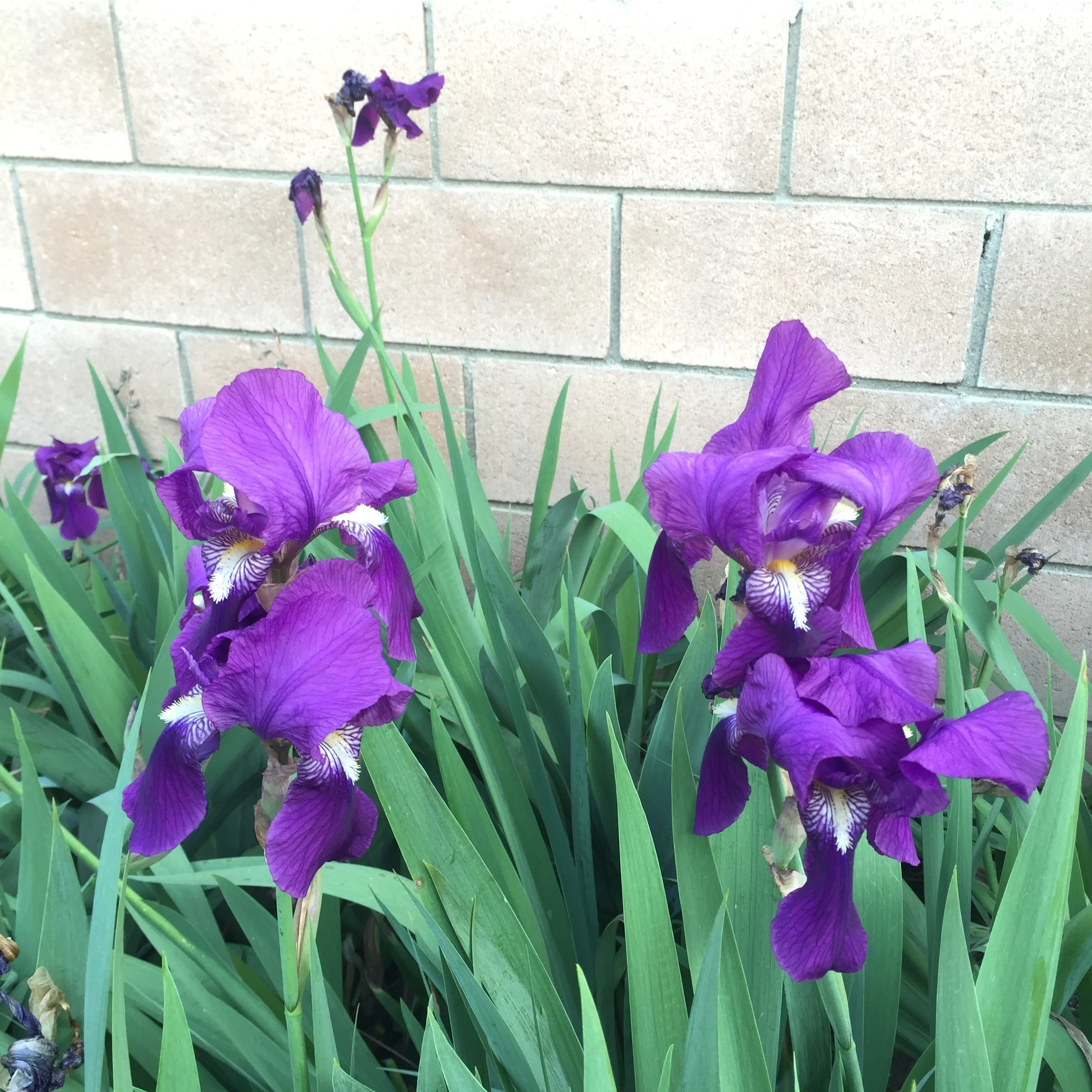 Purple and white (not pictured) irises.