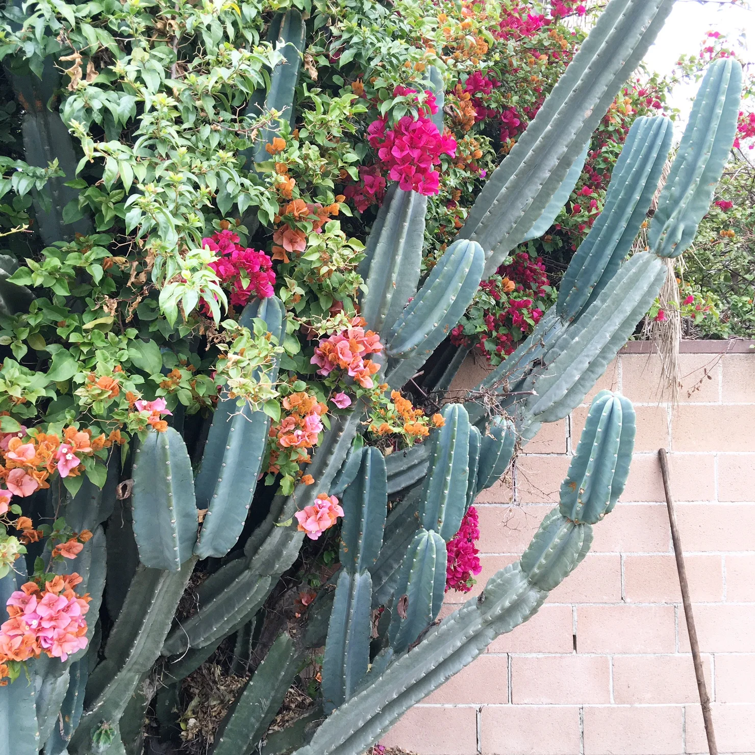 Bougainvillea mixing it up with a really big cactus plant.