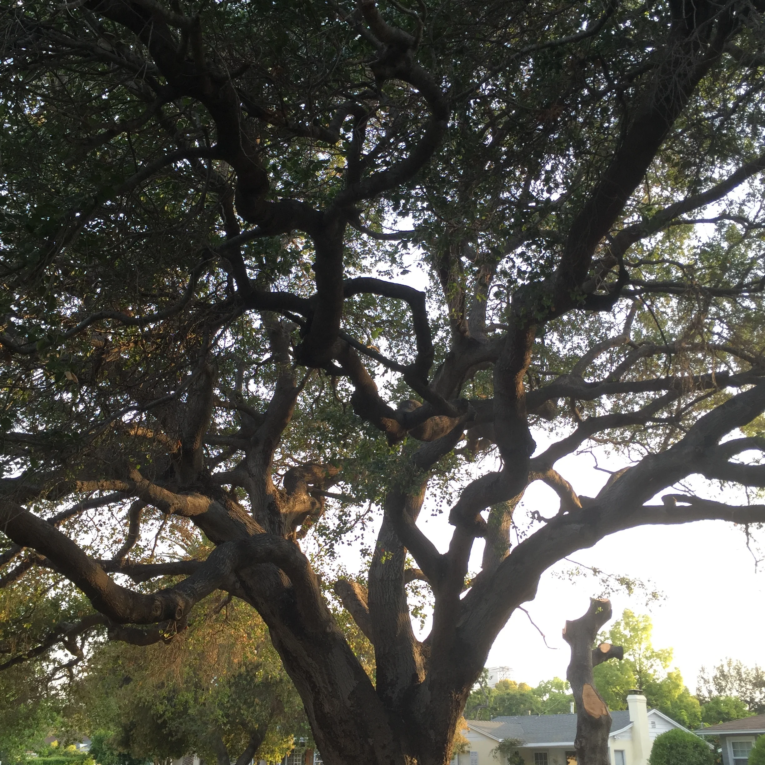 And though she didn't plant these - I'm pinching myself for these beautiful oak trees that line the sidewalks. They give the most magnificent shade.