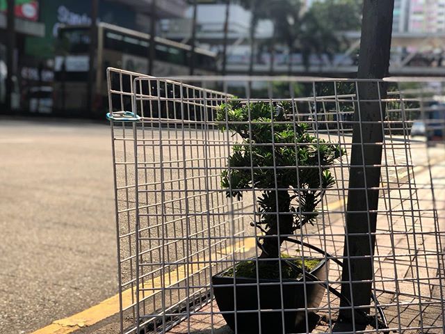 The Walled Garden 
#Leafmealone
#petplant
#behindbars
#sluglife
#street