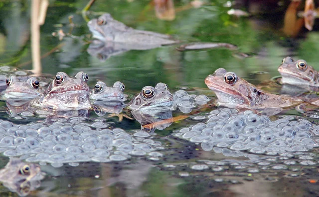 Frogs spawning in a Bramham pond