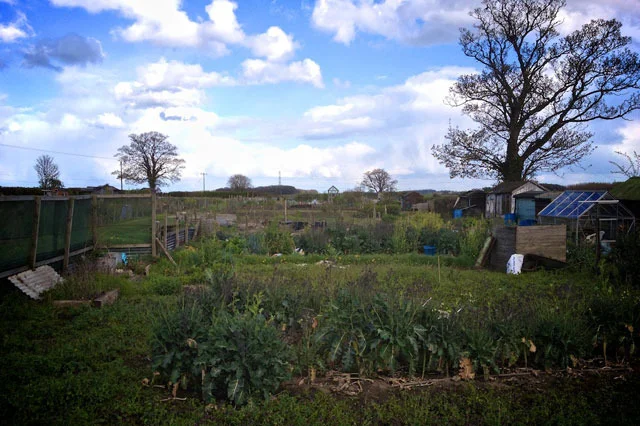 Bramham Allotments