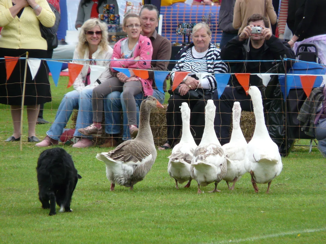 Queen's Jubilee - Gala Sheep Dog Event