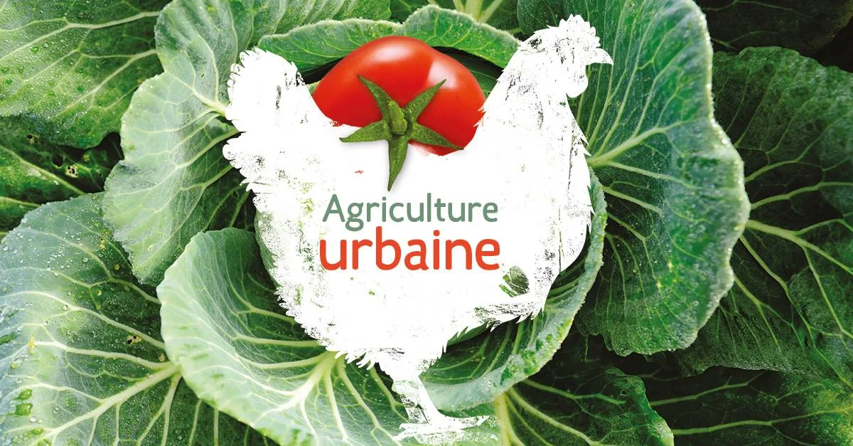 Hens, bees and paths of wisdom